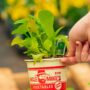 Lettuce – Mesclun Mix – 4″ Pot
